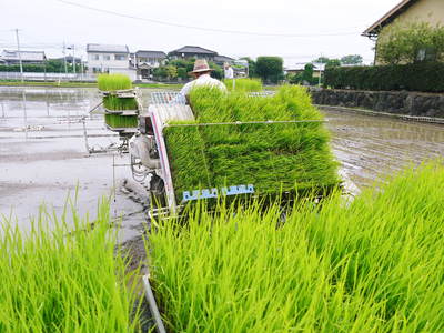 砂田米 田植え取材2015 今年もれんげと稲ワラだけで育てるばい!!その2(種まき~田植え)_a0254656_17214442.jpg