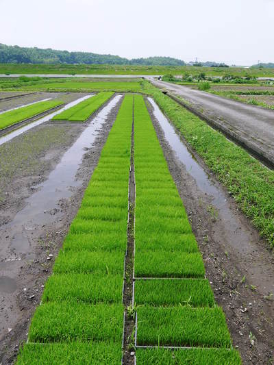 砂田米 田植え取材2015 今年もれんげと稲ワラだけで育てるばい!!その2(種まき~田植え)_a0254656_17524424.jpg