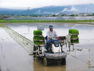 砂田米 田植え取材2015 今年もれんげと稲ワラだけで育てるばい!!その2(種まき~田植え)_a0254656_19105564.jpg