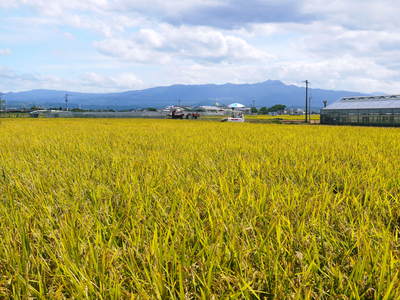 砂田米 田植え取材2015 今年もれんげと稲ワラだけで育てるばい!!その2(種まき~田植え)_a0254656_19254961.jpg