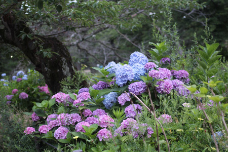 紫陽花のお散歩_e0340757_01471329.jpg