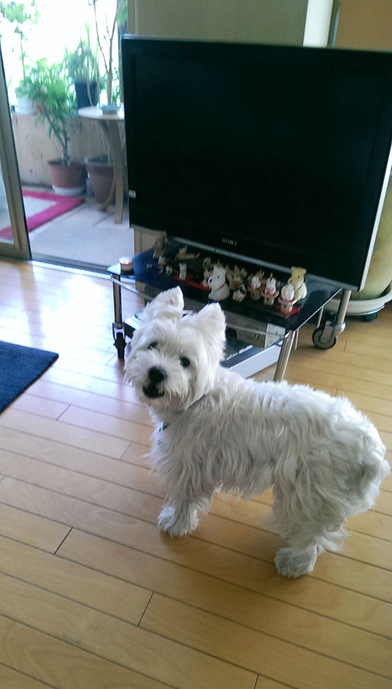 飼い主の応援_b0107163_14415799.jpg