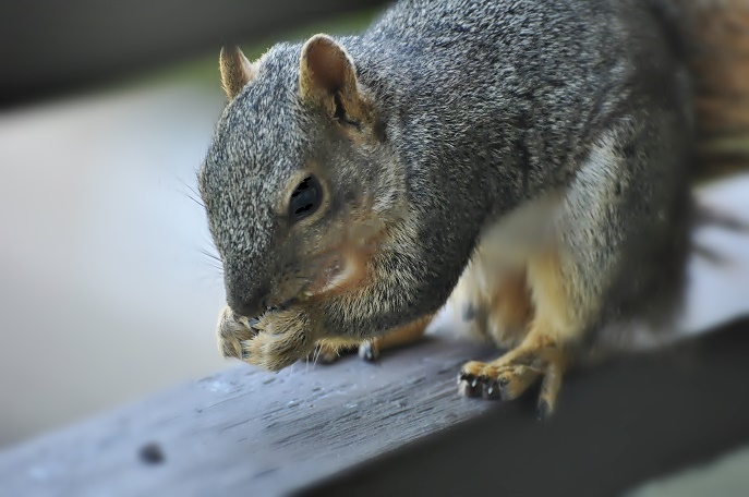 Squirrel on the birdfeeder_a0126969_6182939.jpg