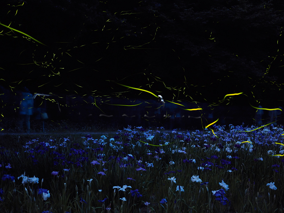菖蒲と蛍 デジタルで見ていた風景 菖蒲と蛍 デジタルで見ていた風景