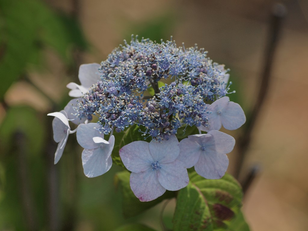 アジサイ科なのに紫陽花と呼ばれない花 自然風の自然風だより アジサイ科なのに紫陽花と呼ばれない花 自然風の自然風だより