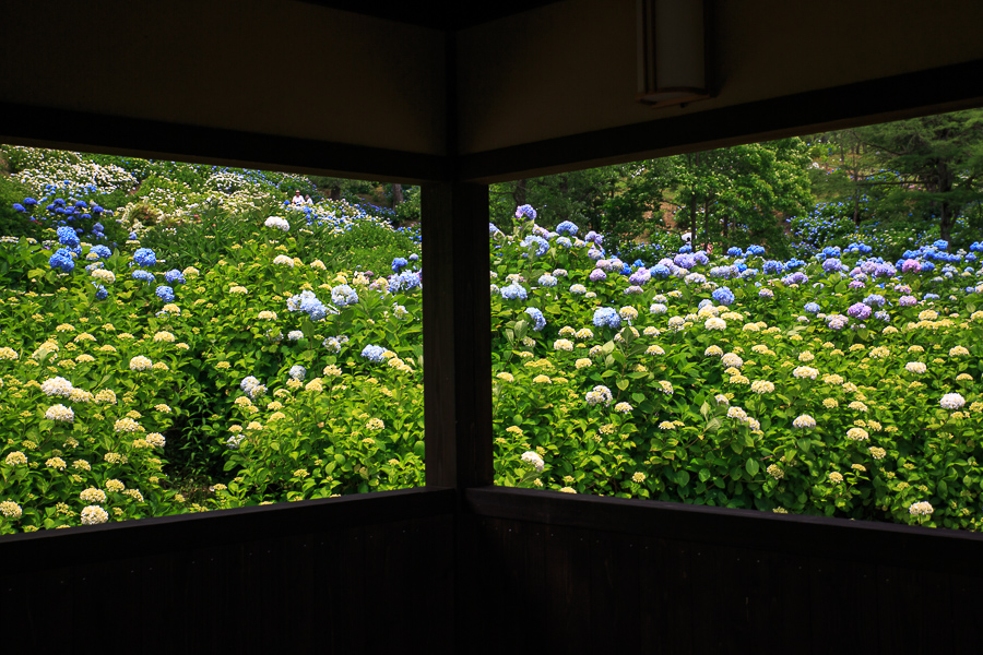 紫陽花！　北部遠征  ～舞鶴自然文化園～_b0128581_21381275.jpg