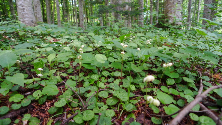 c0212083_17235549.jpg