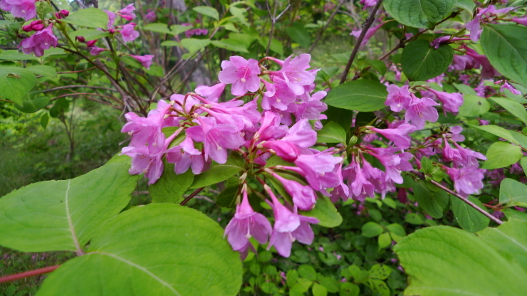 c0212083_17251701.jpg