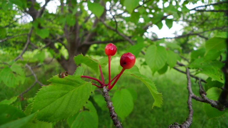 c0212083_17254479.jpg