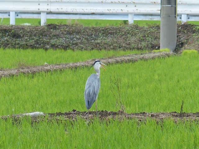 雨が降りません。(*^。^*)_f0357487_12262052.jpg