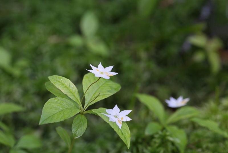 上高地の花　その1_f0000789_1155071.jpg