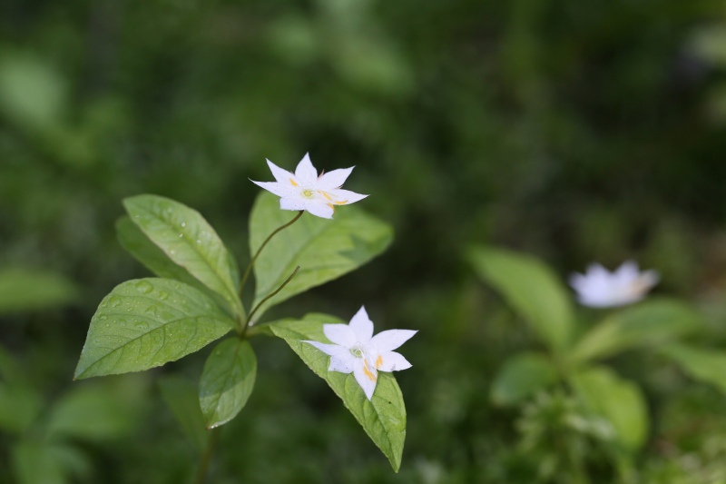 上高地の花　その1_f0000789_1155887.jpg