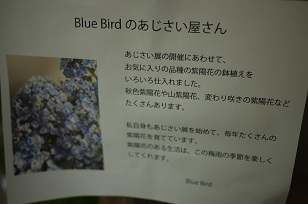 3日+1日=「あじさい展」ハクトヤ+Blue Bird_f0226293_21565270.jpg