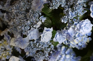3日+1日=「あじさい展」ハクトヤ+Blue Bird_f0226293_21565993.jpg