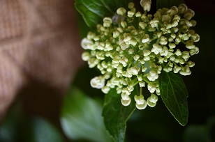 3日+1日=「あじさい展」ハクトヤ+Blue Bird_f0226293_21571961.jpg