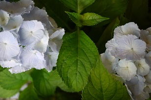 3日+1日=「あじさい展」ハクトヤ+Blue Bird_f0226293_2157892.jpg