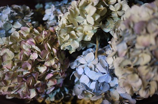 3日+1日=「あじさい展」ハクトヤ+Blue Bird_f0226293_220470.jpg
