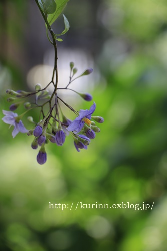 こう蒸し暑いと～　庭のお花たち♪_a0123003_858383.jpg