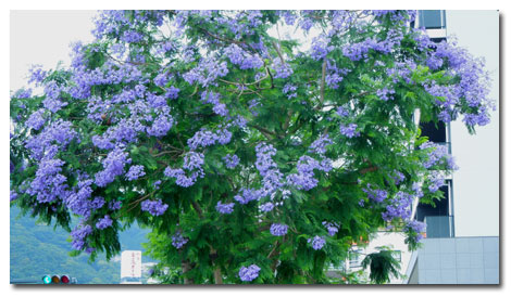熱海のジャカランダの花_c0051105_16403531.jpg
