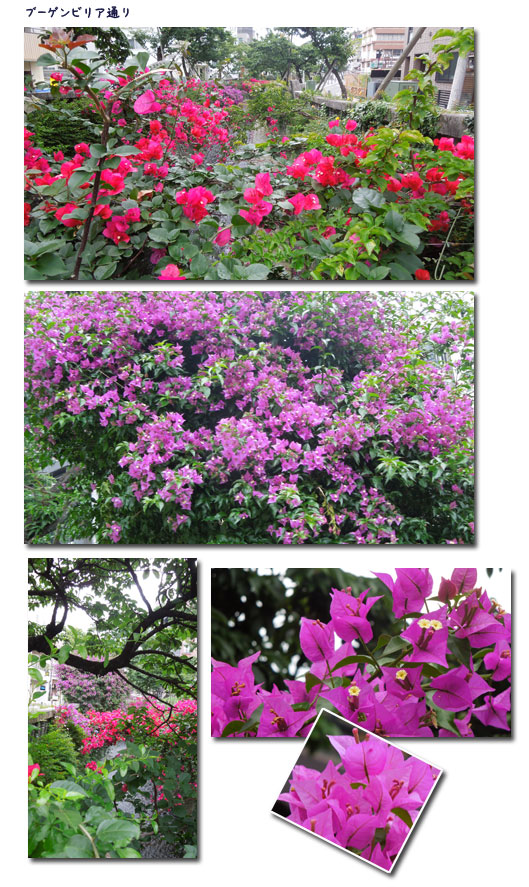 熱海のジャカランダの花_c0051105_17171932.jpg