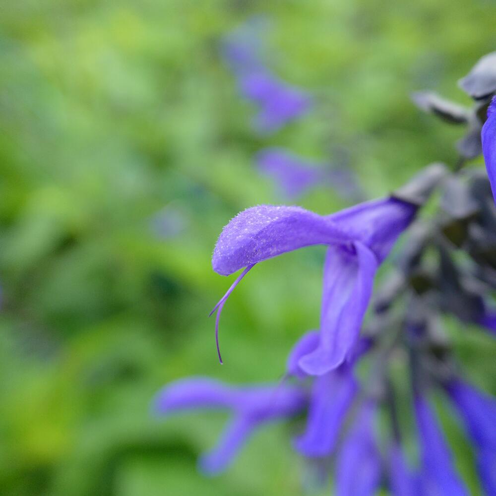 SALVIA GUARANITICA_b0134907_08205458.jpg