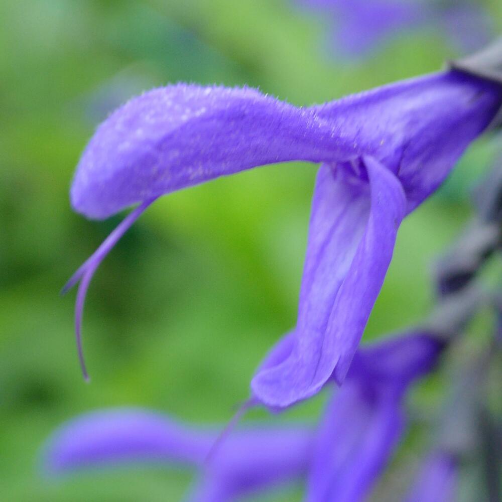 SALVIA GUARANITICA_b0134907_08211555.jpg