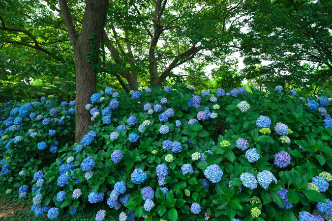 大宮第2公園の紫陽花_a0263109_1144263.jpg