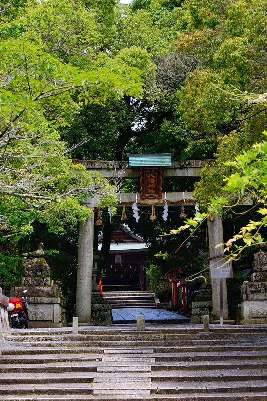 三宅八幡宮の半夏生_f0032011_19451825.jpg