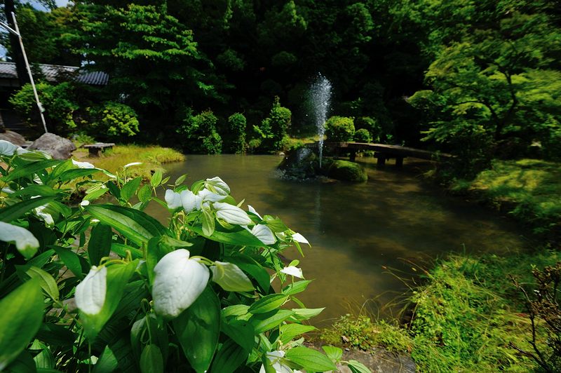 三宅八幡宮の半夏生_f0032011_19484197.jpg