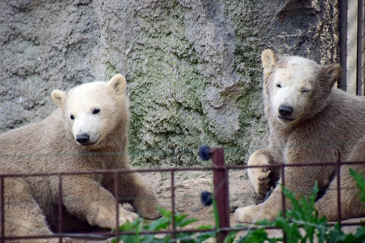 オランダ・ロッテルダム動物園の双子の名前が雌がシゼル (Sizzel)、雄がトーズ (Todz)に決まる_a0151913_2084579.jpg