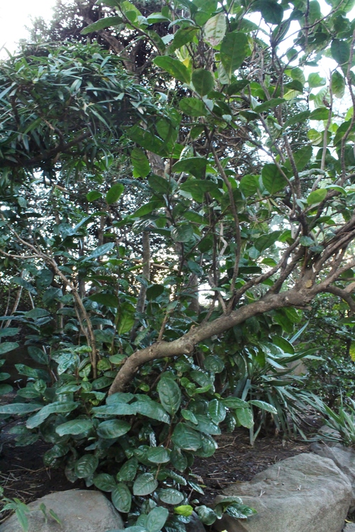 武州茶!?_b0220318_15385259.jpg