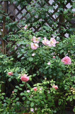 雨、雨、雨、、、、もう降らないで＆愛の（！）ラッキョウ漬け_d0096422_10194851.jpg