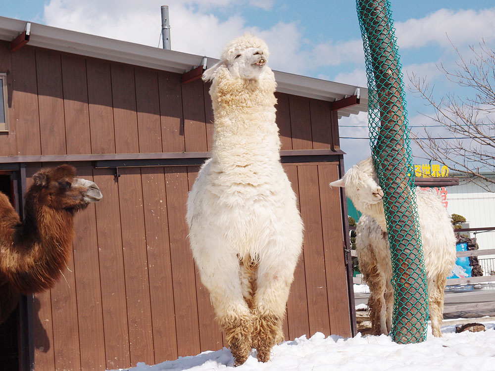 2015.3.14 東北サファリパーク☆アルパカ【Alpaca】_f0250322_2152734.jpg