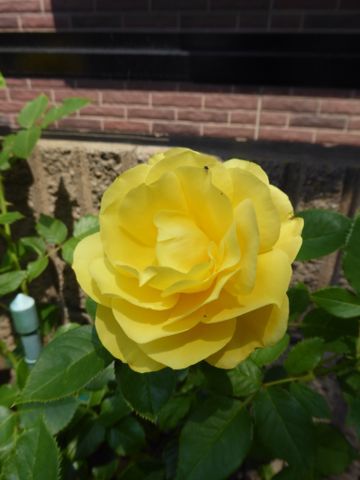 a0050728_9302678.jpg