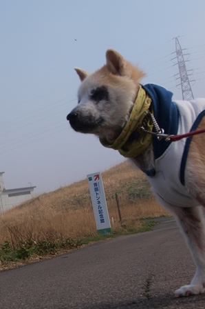 GW津軽半島犬連れ車中泊の旅　道の駅みんまや＆青函トンネル記念館編_b0080342_2274642.jpg