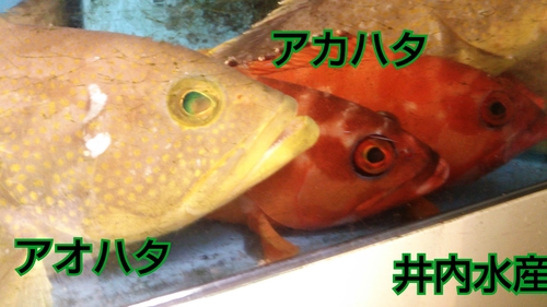 アカハタ、アオハタ : 魚情報