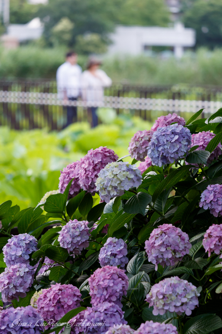 花のある風景　カップルと紫陽花_b0133053_23565488.jpg