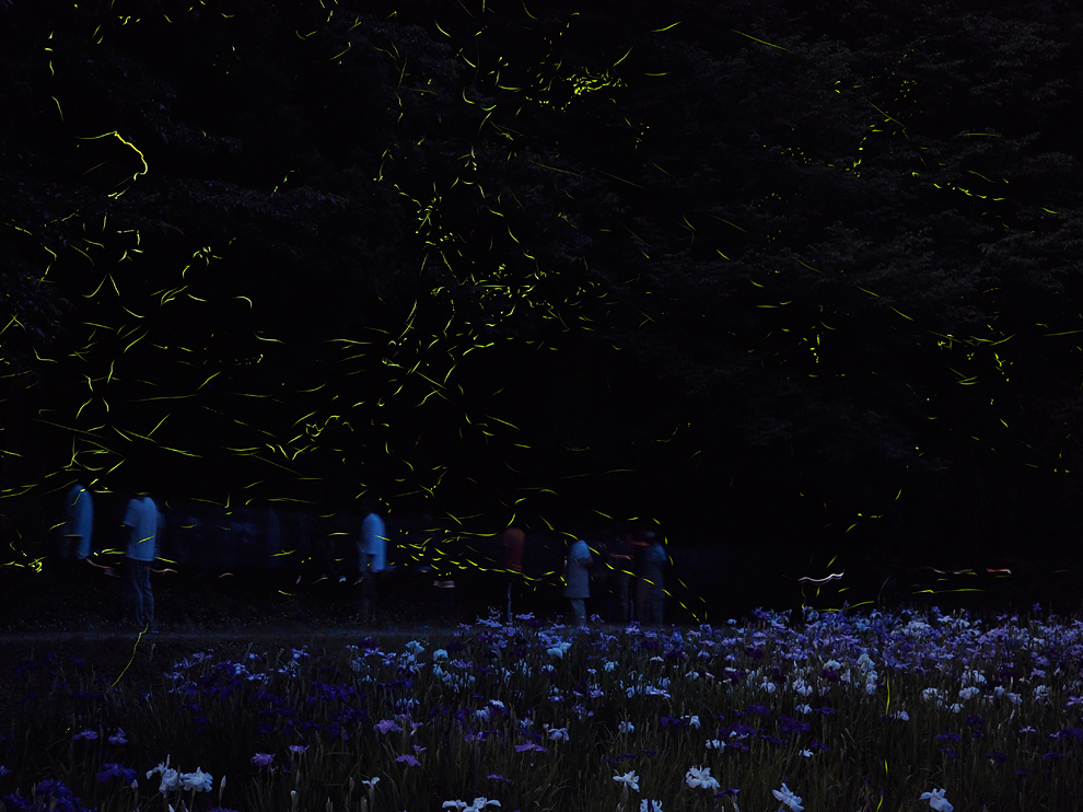 菖蒲と蛍 デジタルで見ていた風景 菖蒲と蛍 デジタルで見ていた風景
