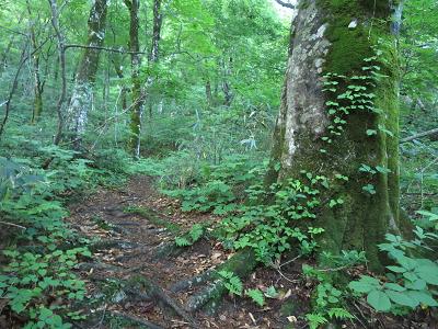 別山　　チブリ尾根_f0302771_8555831.jpg