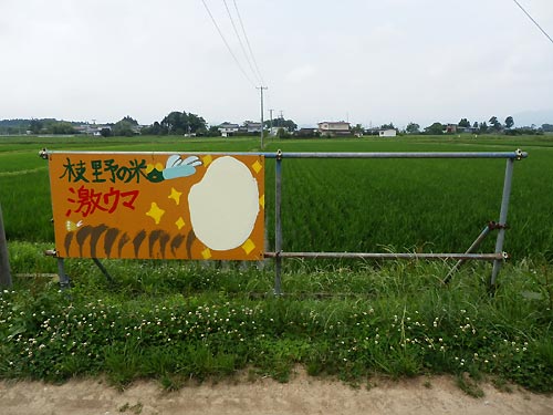 6月25日の田んぼ(上目黒小・枝野小)_d0247484_818419.jpg