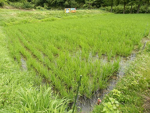 6月25日の田んぼ(月光原小・西根小)_d0247484_9125648.jpg