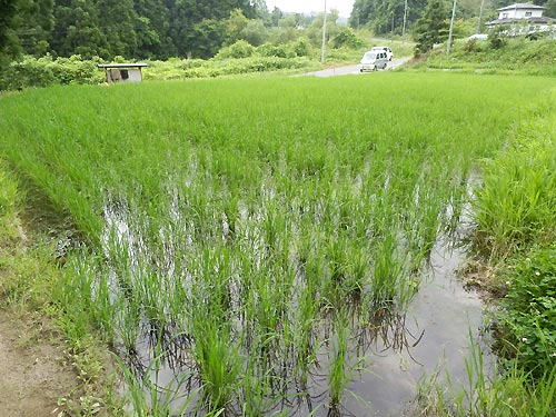 6月25日の田んぼ(月光原小・西根小)_d0247484_913233.jpg