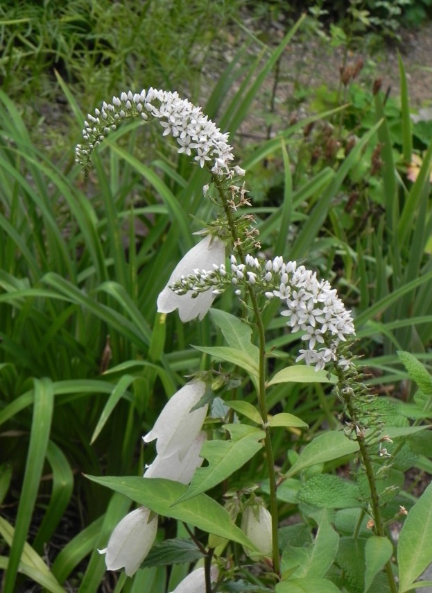 c0144185_1493810.jpg