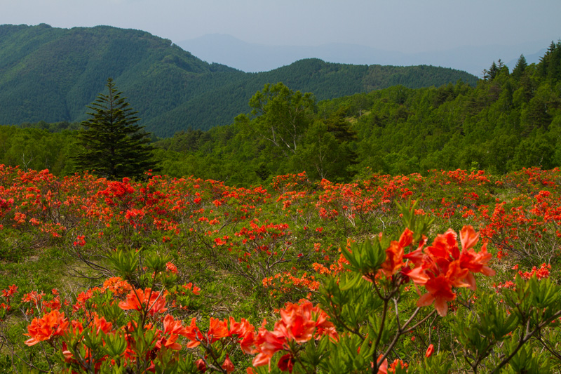 長野県須坂市 五味池破風高原 ニイガタ越後 旬の撮影地