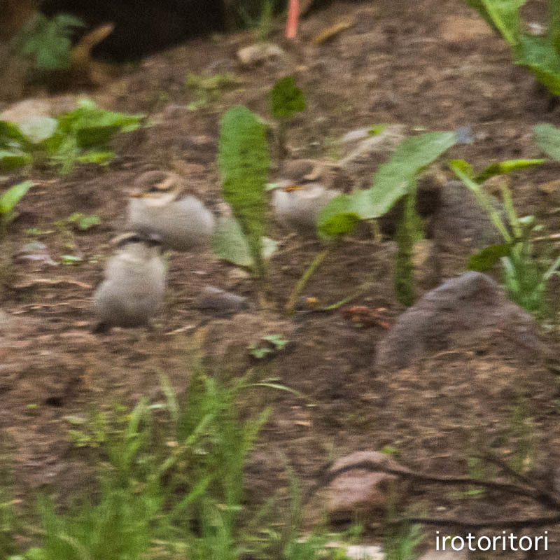 親子〜！！　（ニュウナイスズメ）　　2016/06/26_d0146592_23313134.jpg