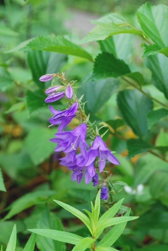 「ハタザオキキョウ」の花_e0025300_20585362.jpg