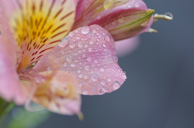 雨あがりシリーズ　花華花・・　ピンク～_b0147203_20571912.jpg