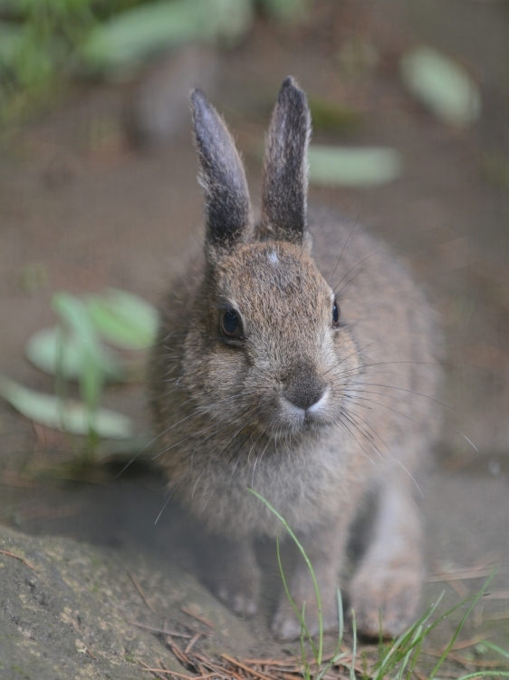 結構大きくなったトウホクノウサギ_a0164204_20314145.jpg