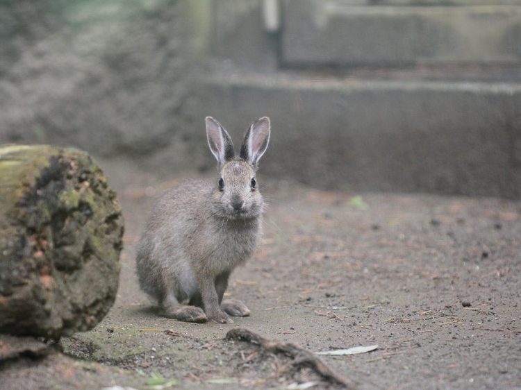 結構大きくなったトウホクノウサギ_a0164204_20364535.jpg