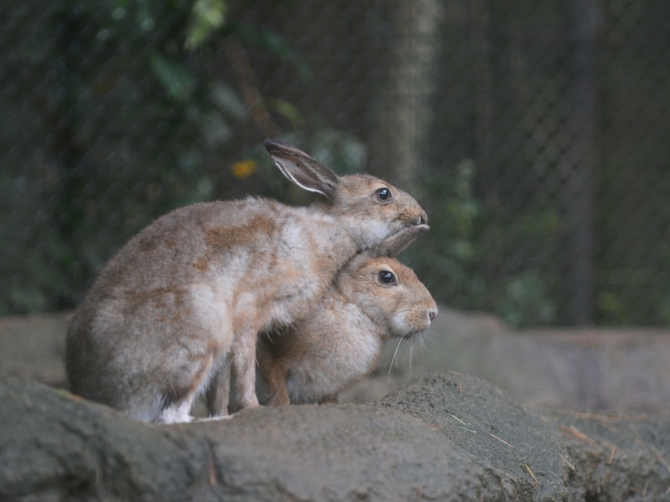 結構大きくなったトウホクノウサギ_a0164204_20394315.jpg